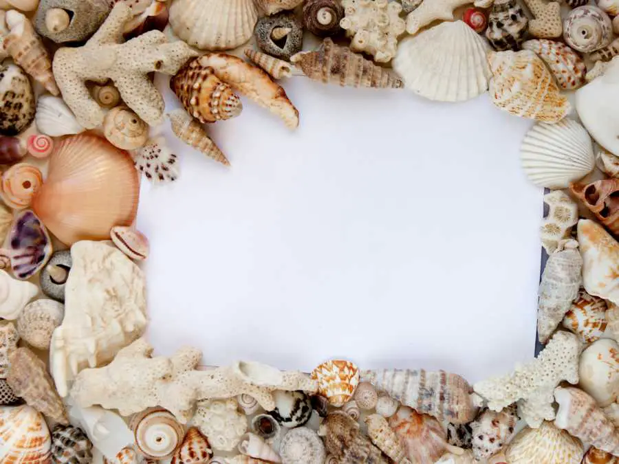 summer-seashell-frame