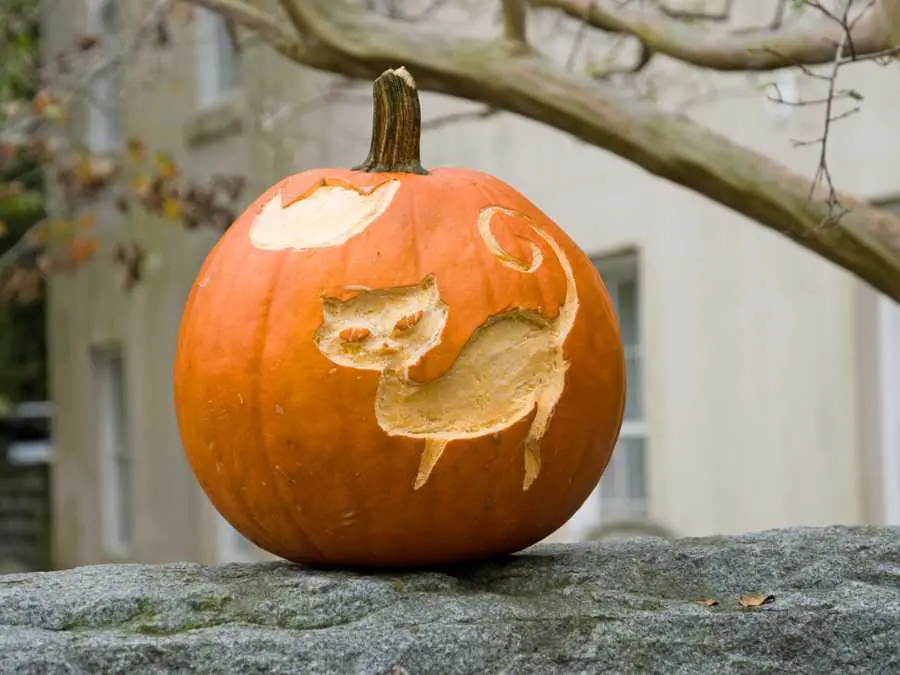 cat-silhouette-pumpkin