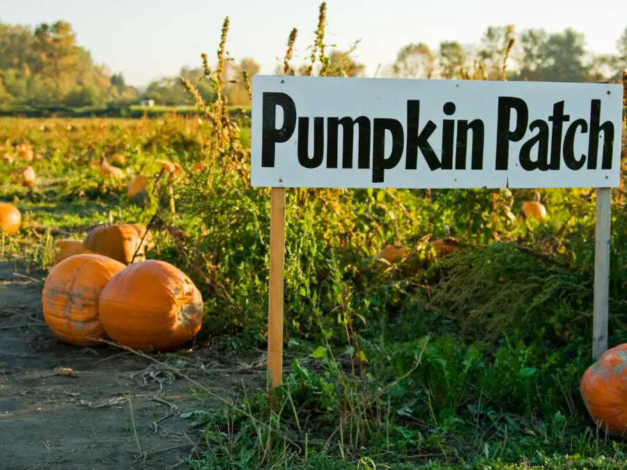 pumpkin-farmhouse-patch-sign-modern-farmhouse-fall-decor