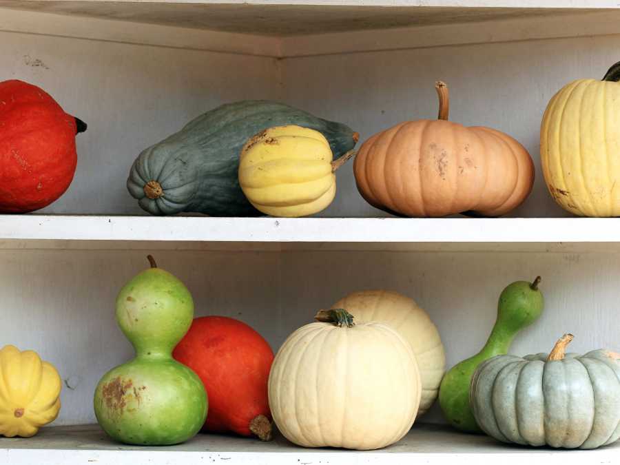 mini-pumpkin-and-gourds