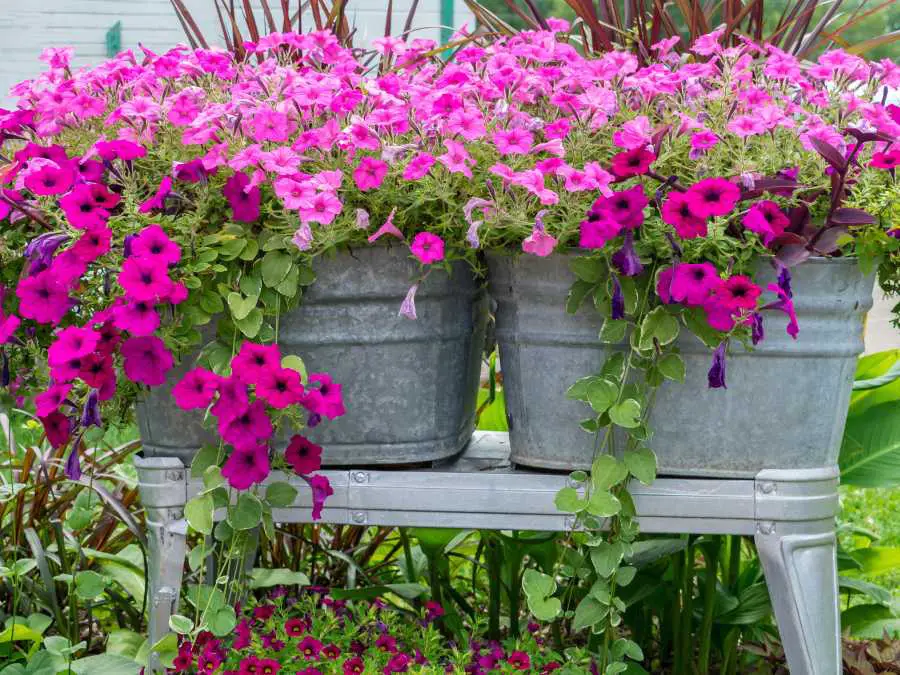 galvanized-bucket-planter
