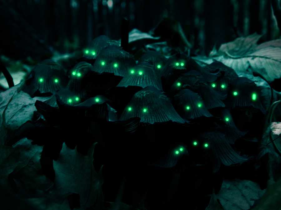 glowing-eyes-in-bushes-outdoor-halloween-decor