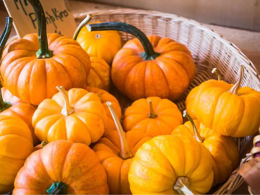 mini-pumpkin-clusters