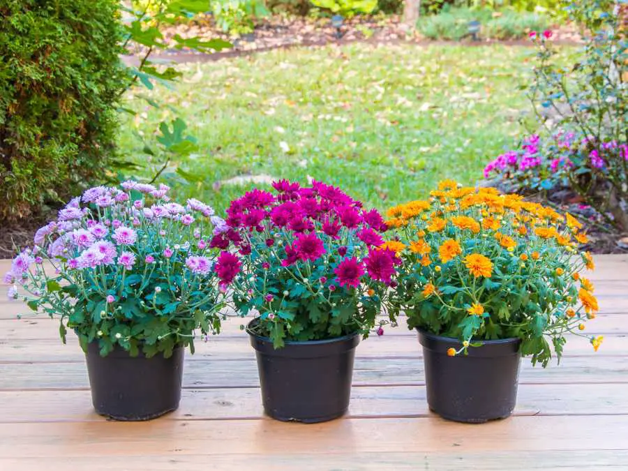 potted-mums-in-natural-pot-small-porch-fall-decorating-ideas