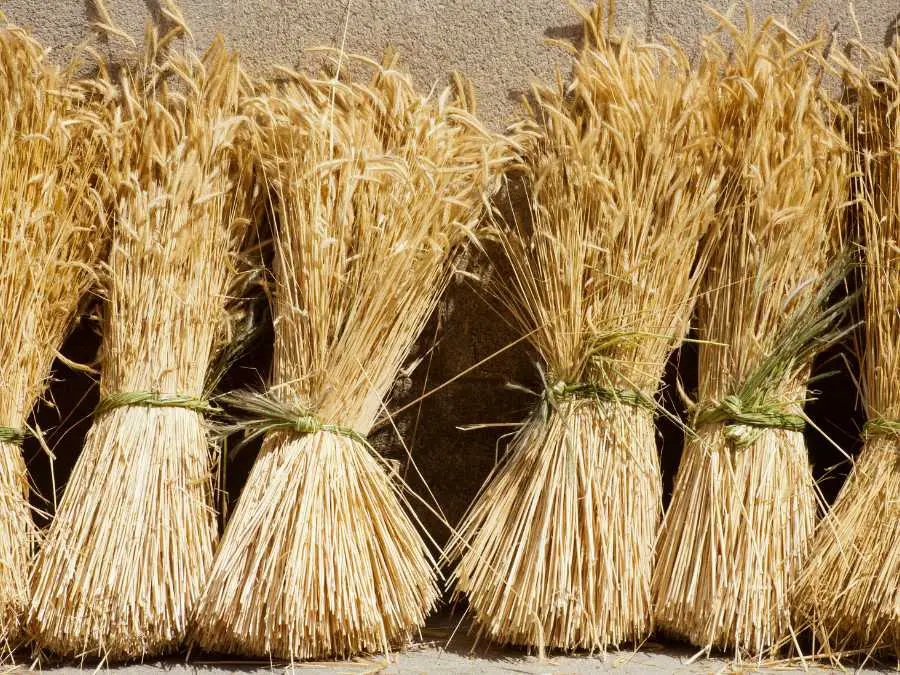 wheat-bundle-arrangement-modern-farmhouse-fall-decor