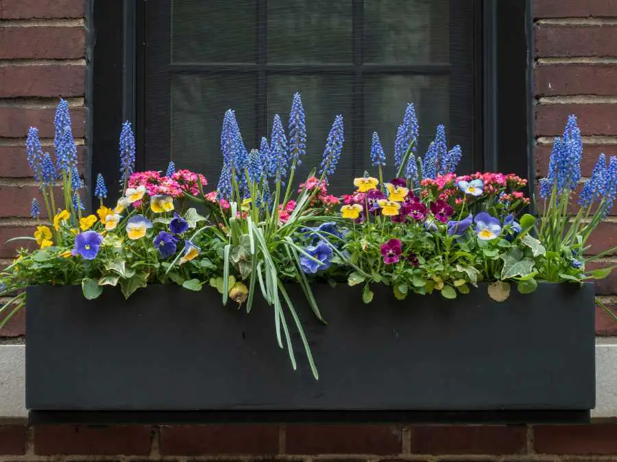window-box-with-foliage