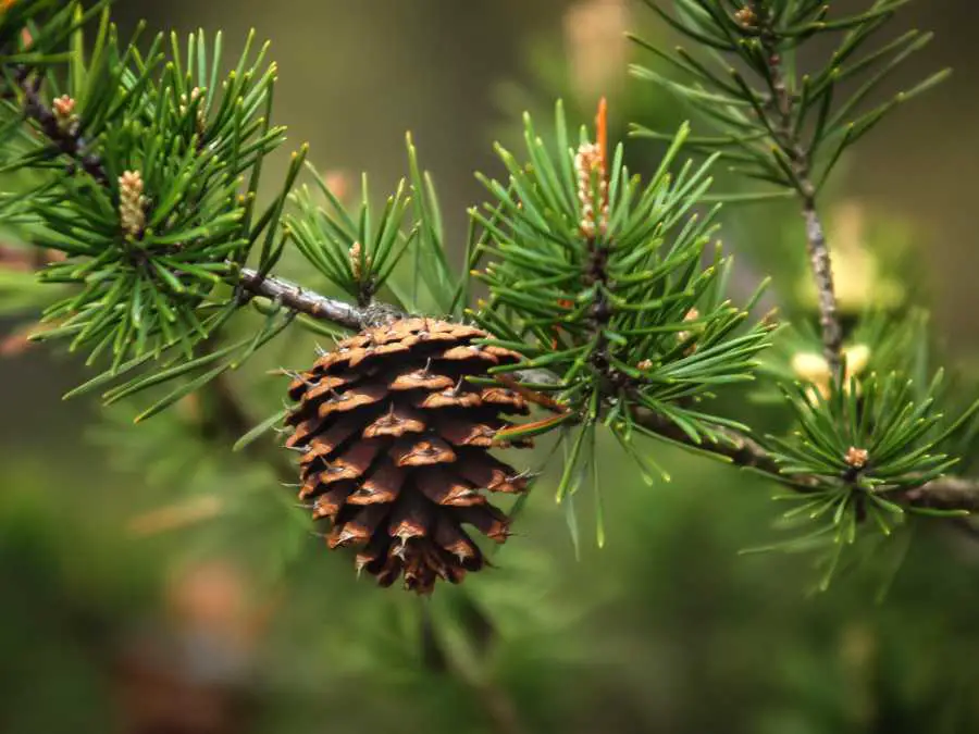 pinecone-topiary-trees