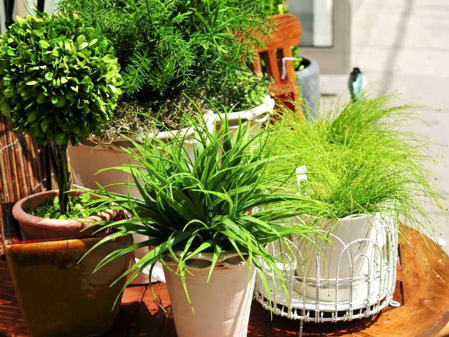 potted-plant-decor