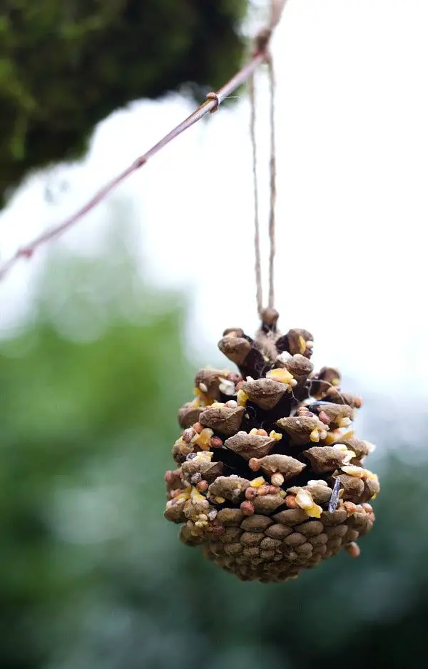 Pinecone-bird-feeder-hanging-from-a-tree-branch