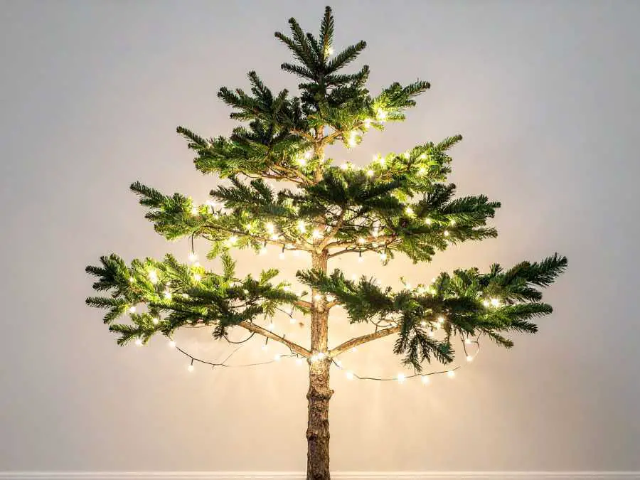 evergreen-tree-decorating-christmas-light-decorating-ideas