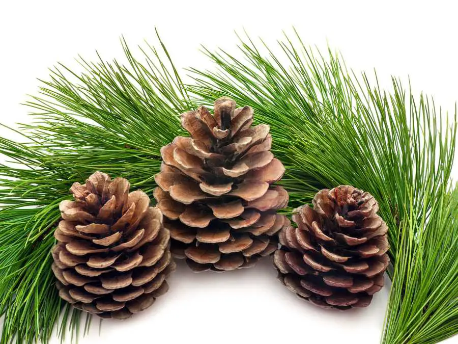 natural-element-like-pinecones-and-evergreen-branches