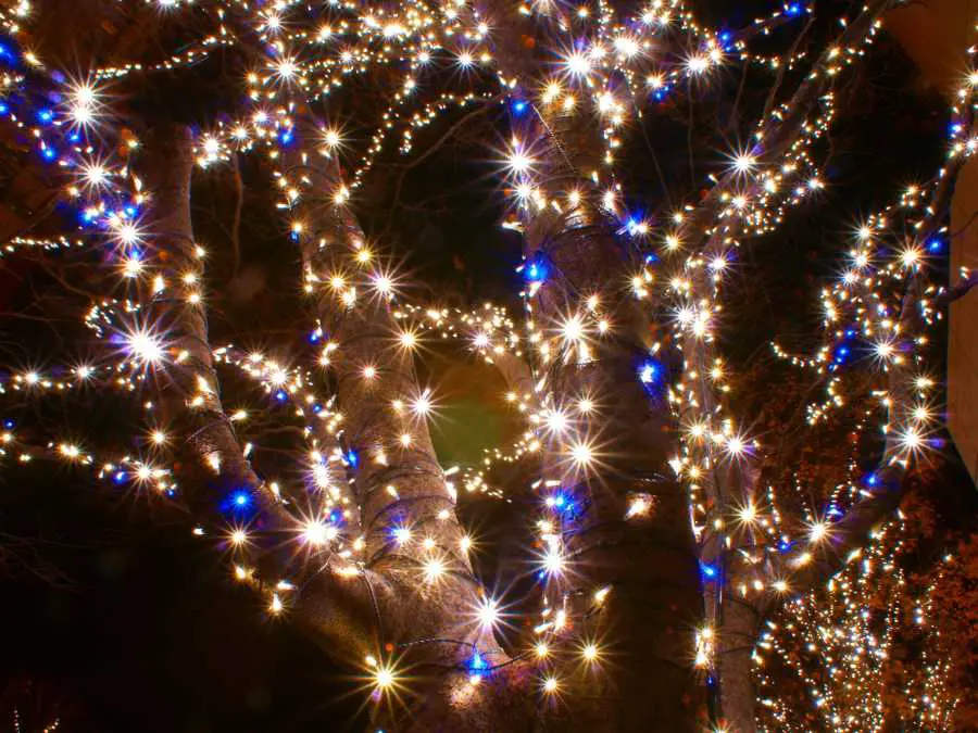 unique-tree-alternatives-christmas-light-decorating-ideas