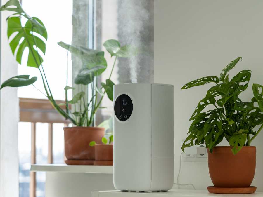 plant-that-thrive-in-humidity-new-year-home-refresh-ideas