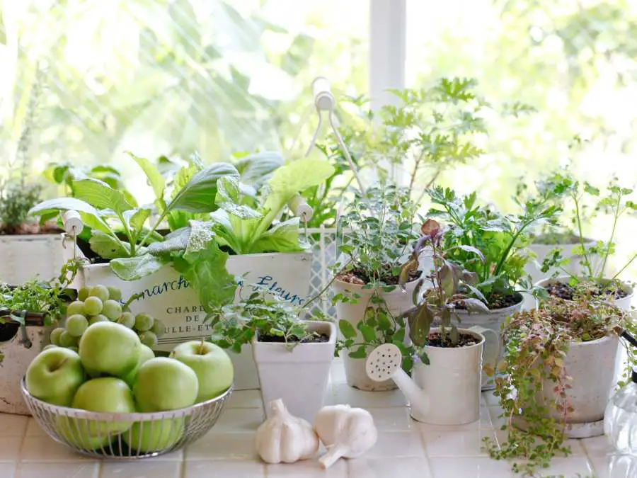 create-a-herb-garden-new-year-home-refresh-ideas