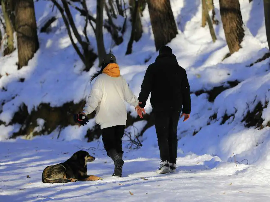 dog-in-winter-gear-winter-engagement-phto-ideas