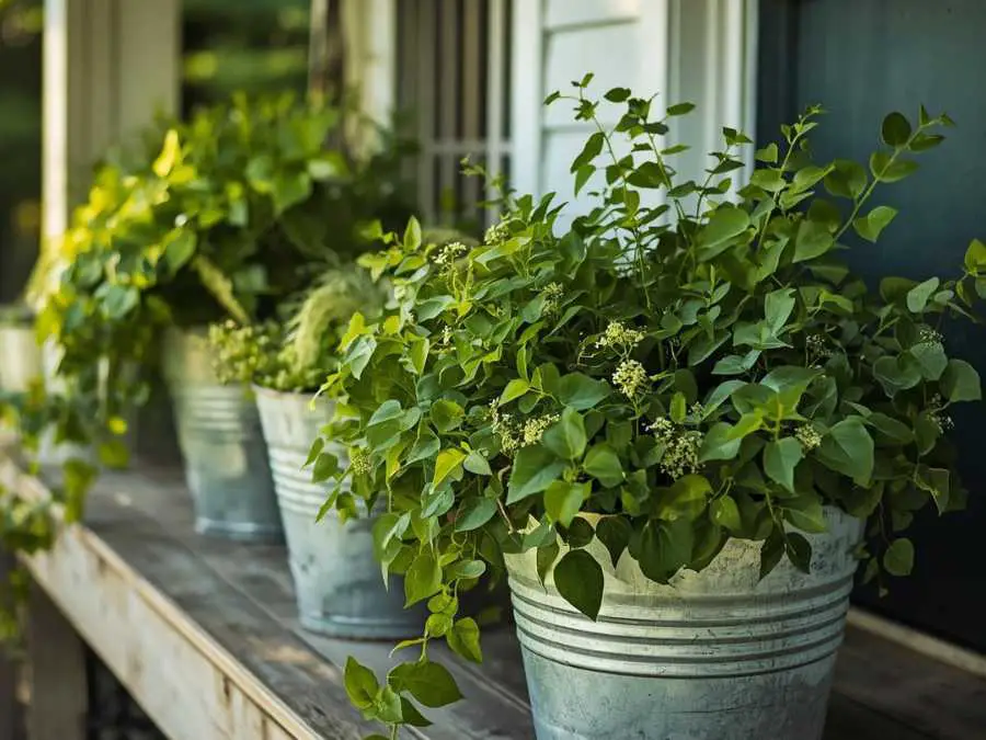 galvanized-metal-buckets-filled-with-greenery