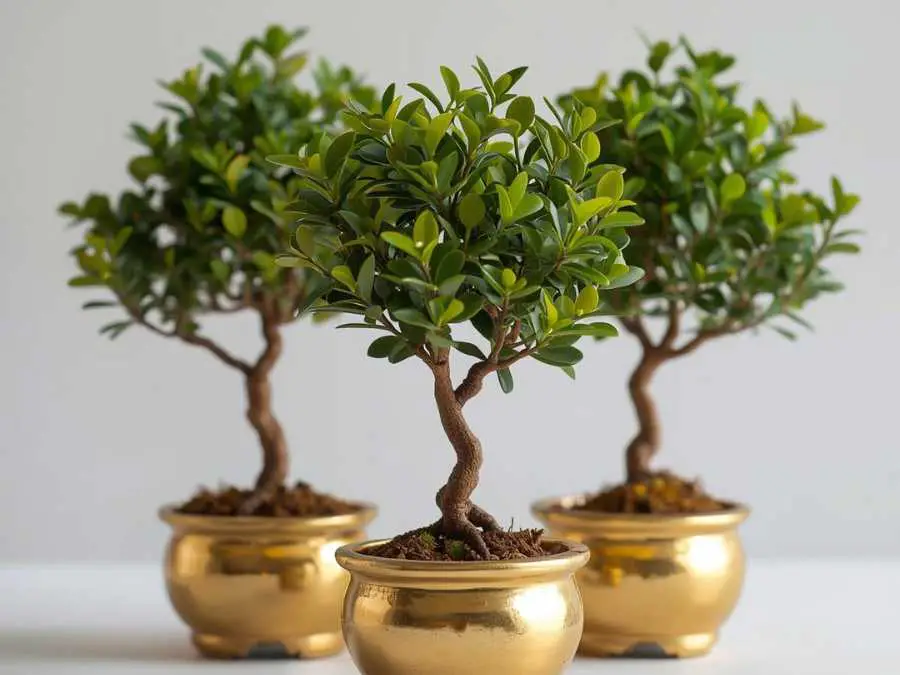 miniature-trees-in-gold-pots