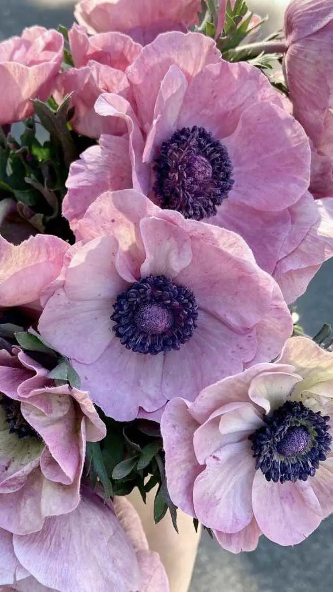 Anemones-lovely-wedding-flowers