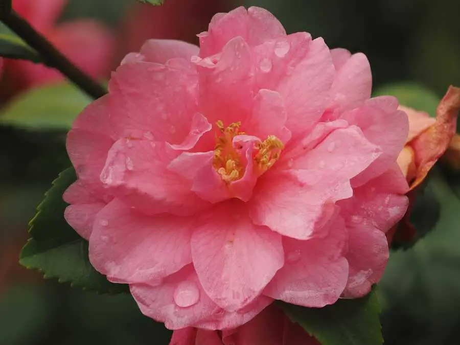 Camellias-lovely-wedding-flowers