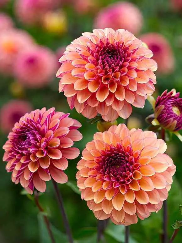 Dahlias