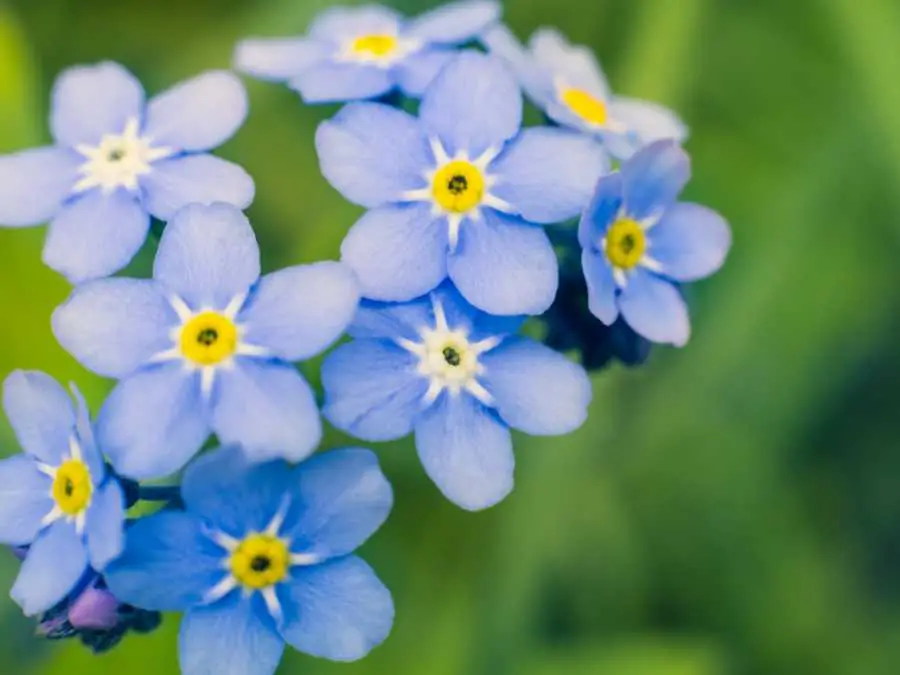Forget-Me-Nots-wedding-flowers