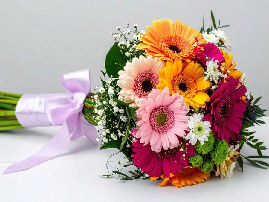 gerbera-daisies