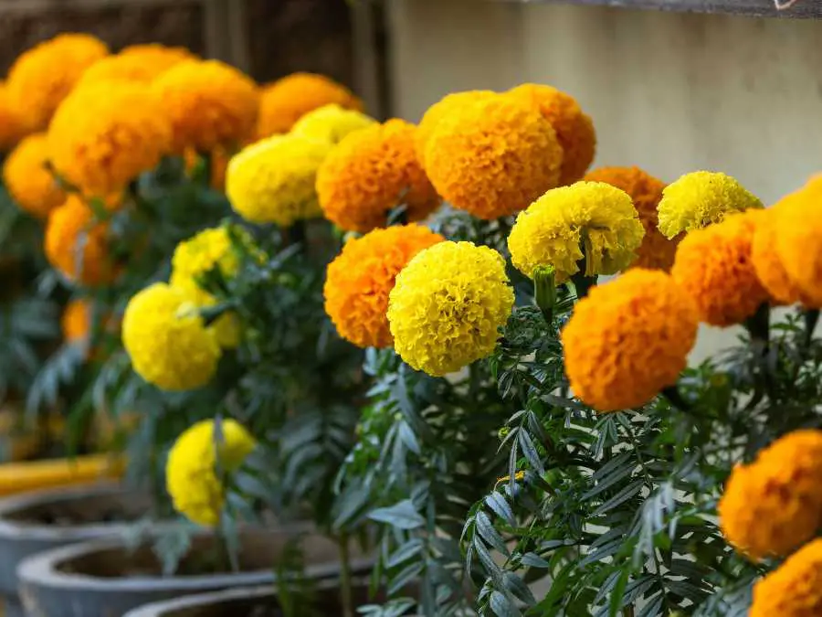 Marigolds-wedding-flowers