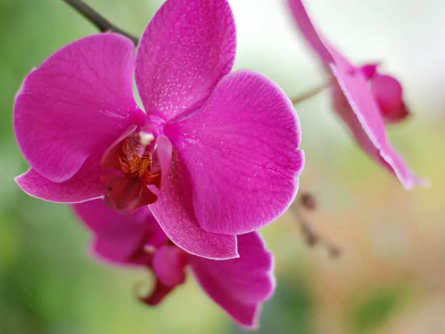 orchids-lovely-wedding-flowers