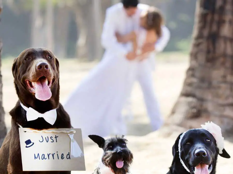 Pet-Participation