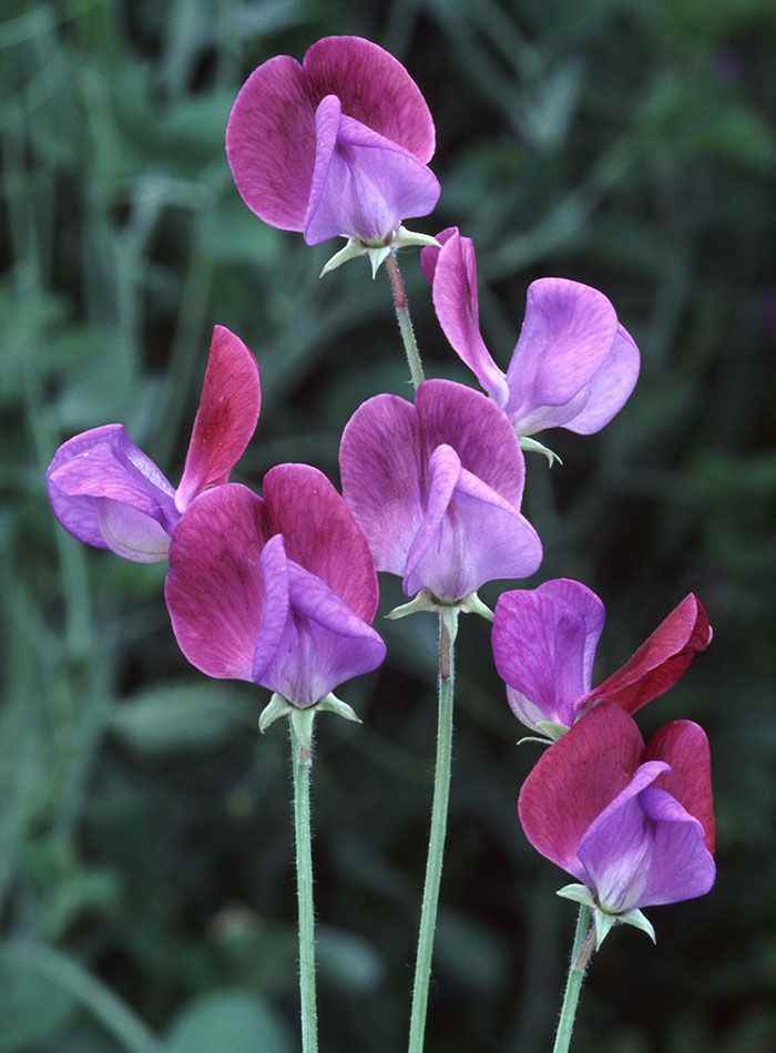 Sweet-Peas-lovely-wedding-flowers