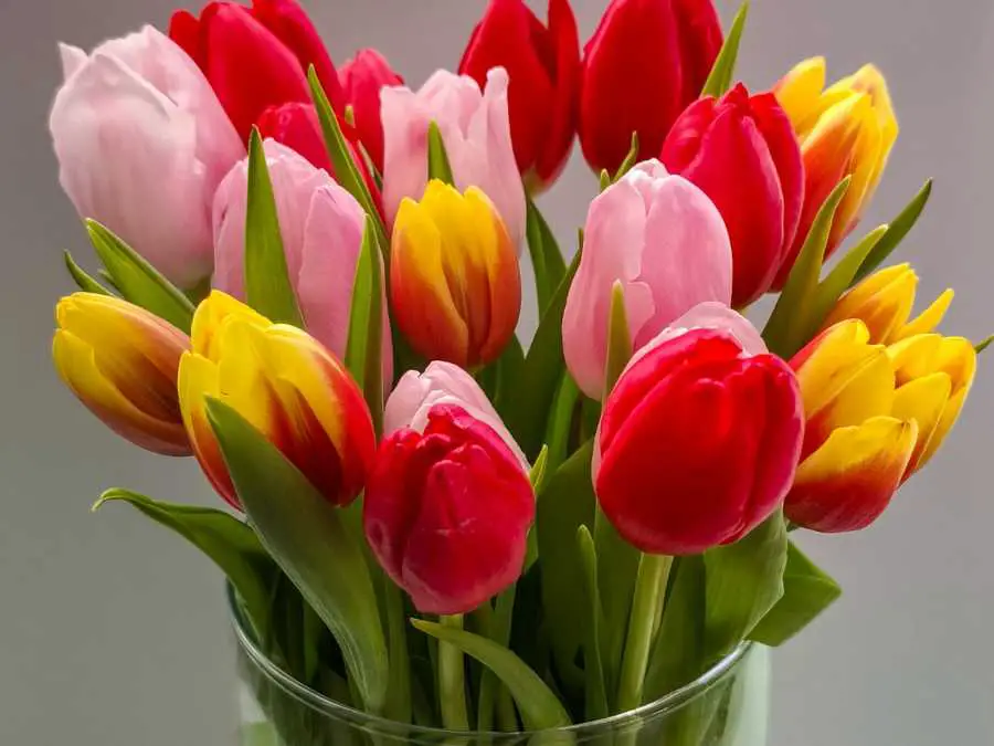 tulips-wedding-flowers
